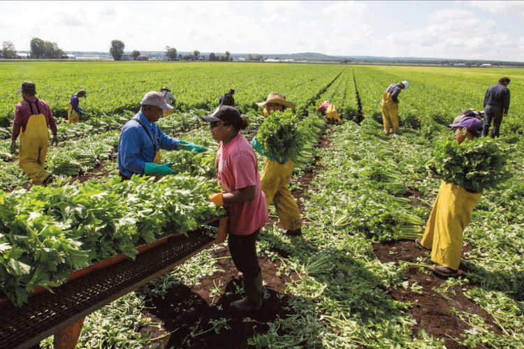 Trabajo De Horticultor En Canadá