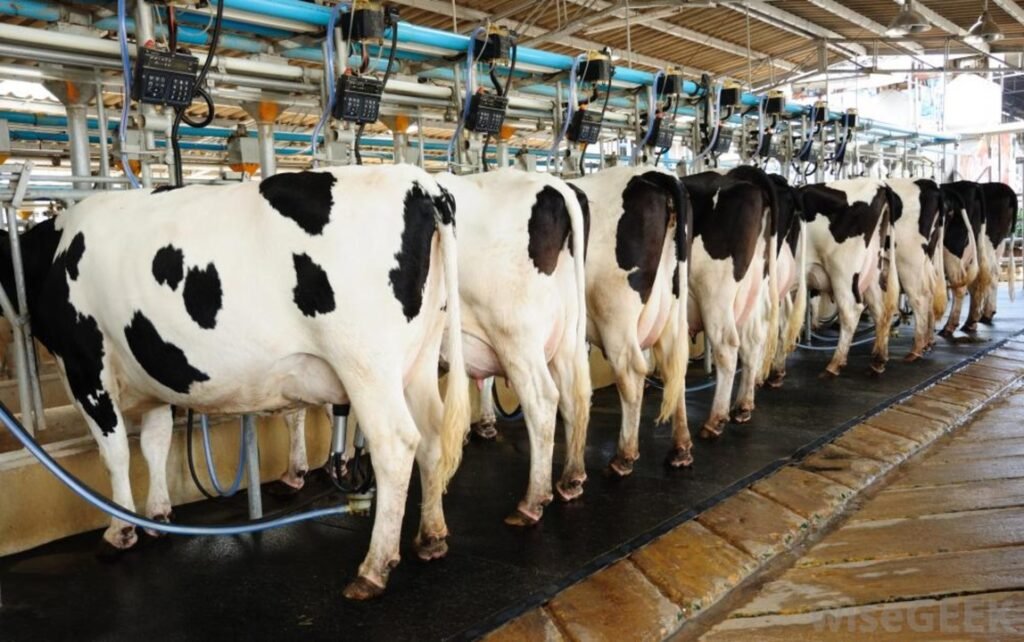 Trabajo De Agricultor Lechero En Canadá